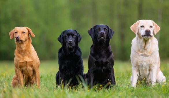 Everything You Need to Know About Labrador Retriever Breed - Labrador Time