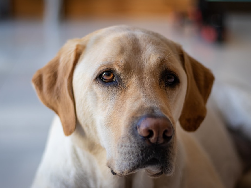 American 2025 yellow labrador