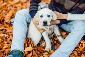 portrait cute golden labrador autumn park with his owner hands scaled