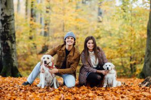young couple their two golden labrador are walking autumn park scaled