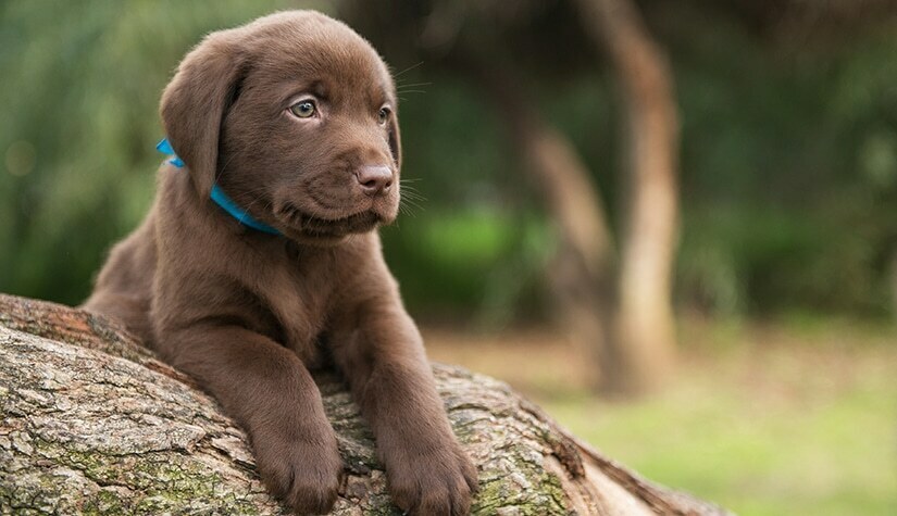 Puppy Chocolate Labrador