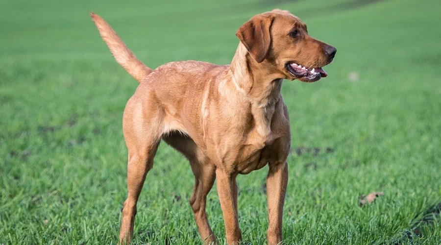 when is a labrador fully grown