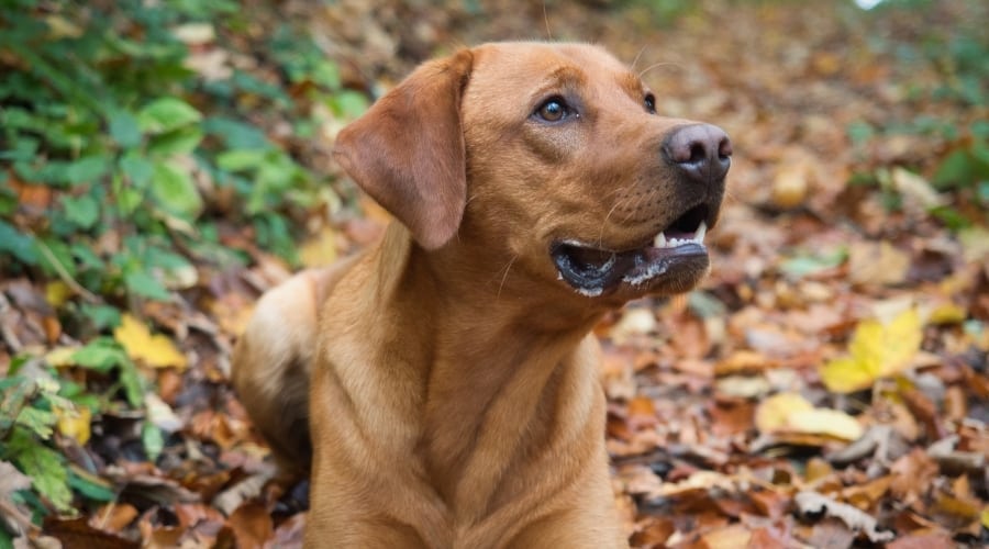 Red Labrador in Fall Leaves