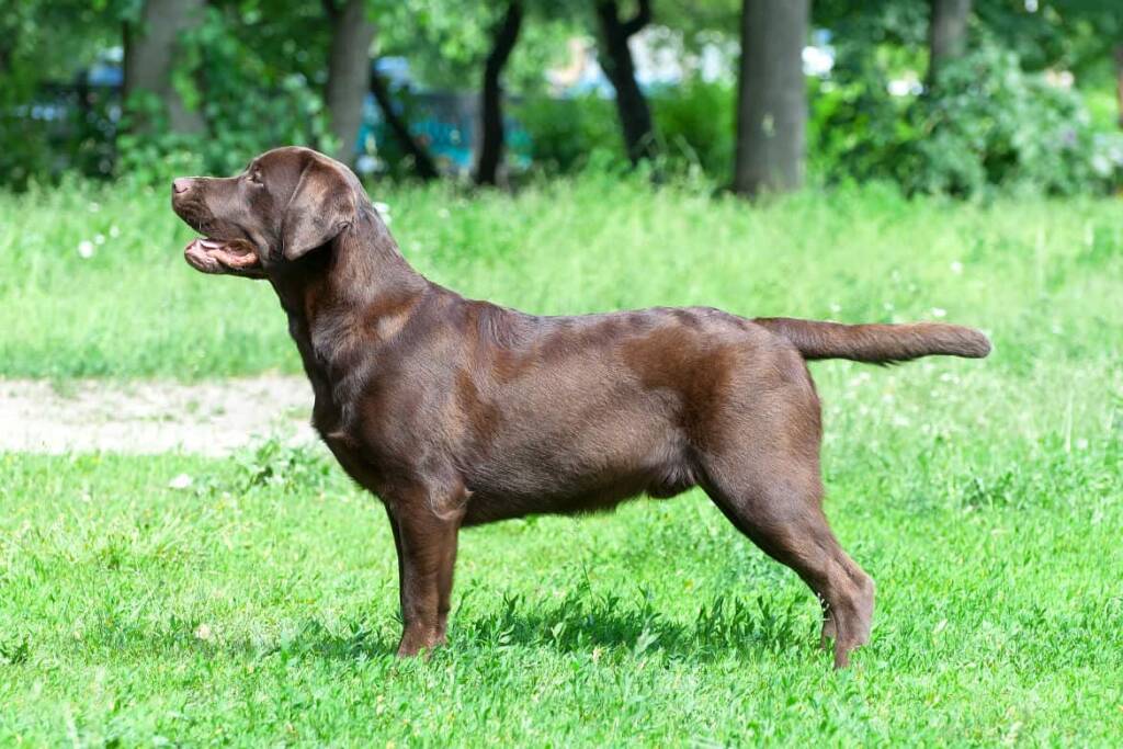 Chocolate labrador perfect side view