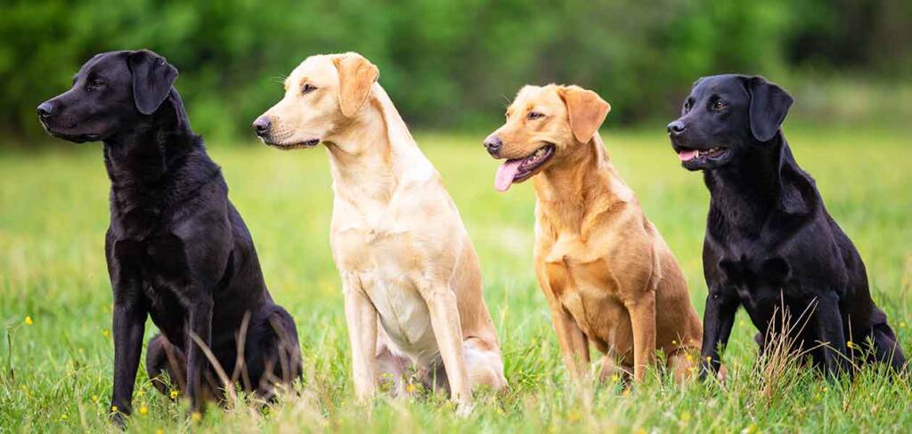 how long do white labradors live