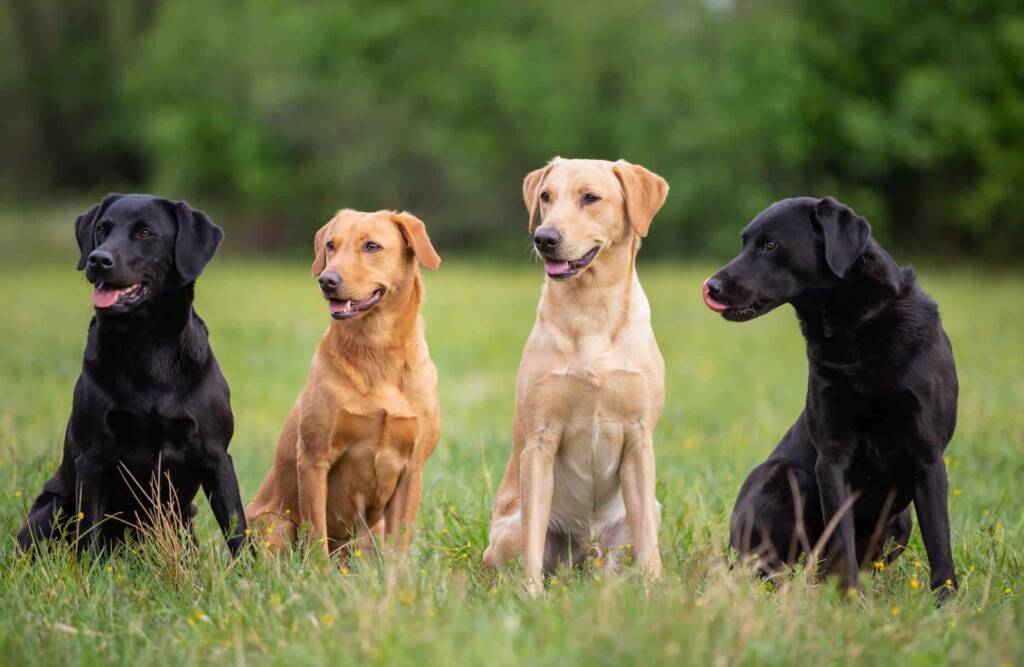 four color labrador retriever dogs sitting on the grass 1