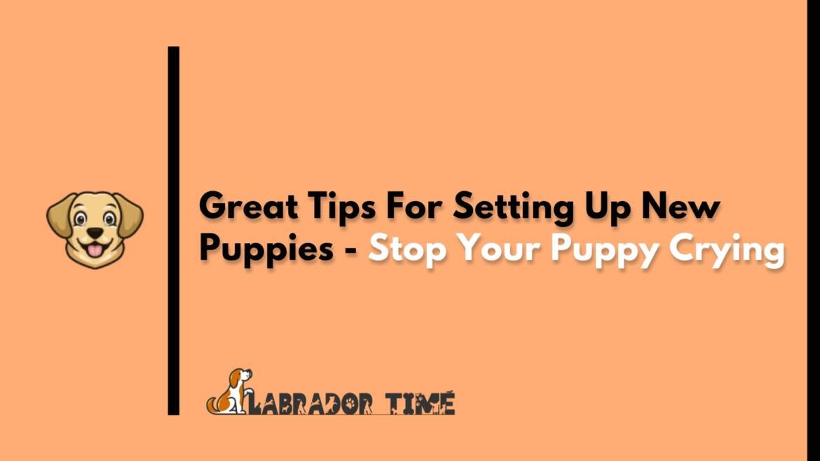Great Tips For Setting Up New Puppies Stop Your Puppy Crying