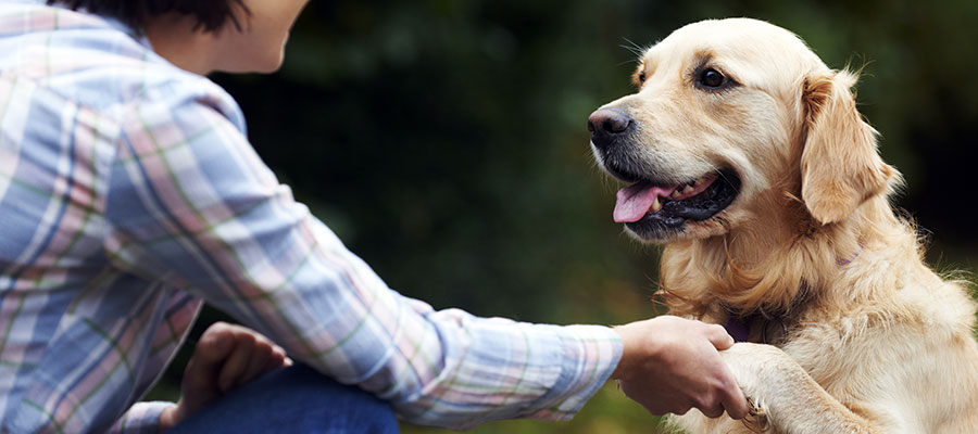 Heres how to teach your dog to shake his paws