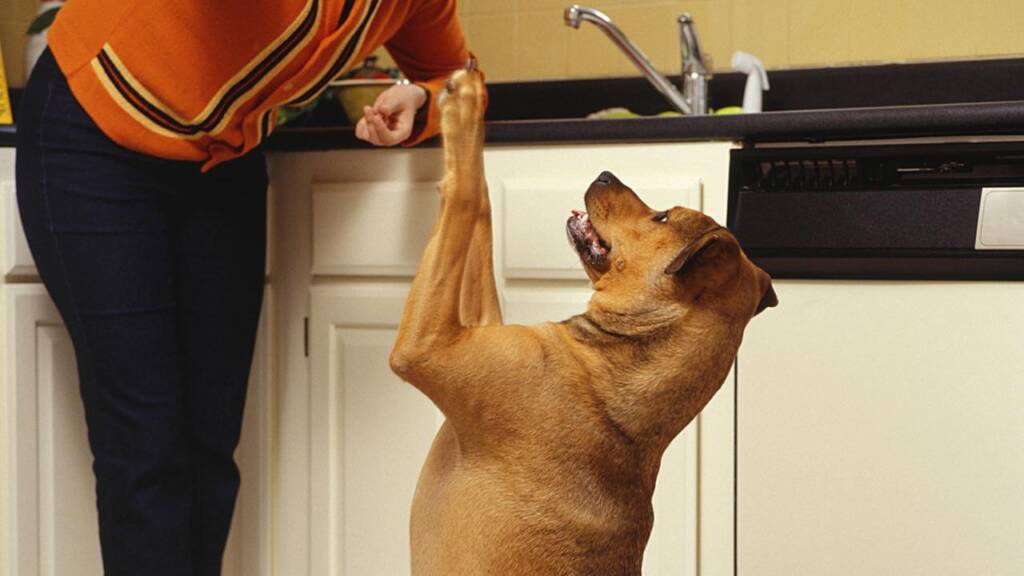 Learn how to teach your dog to beg