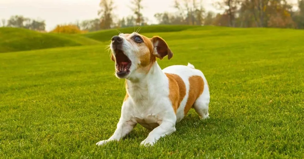 Make your dog speak or be quiet by training it