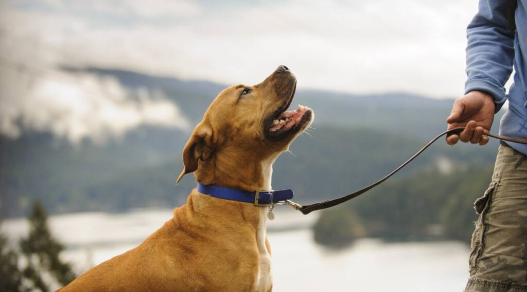 how to train your dog to walk on a leash canna pet e
