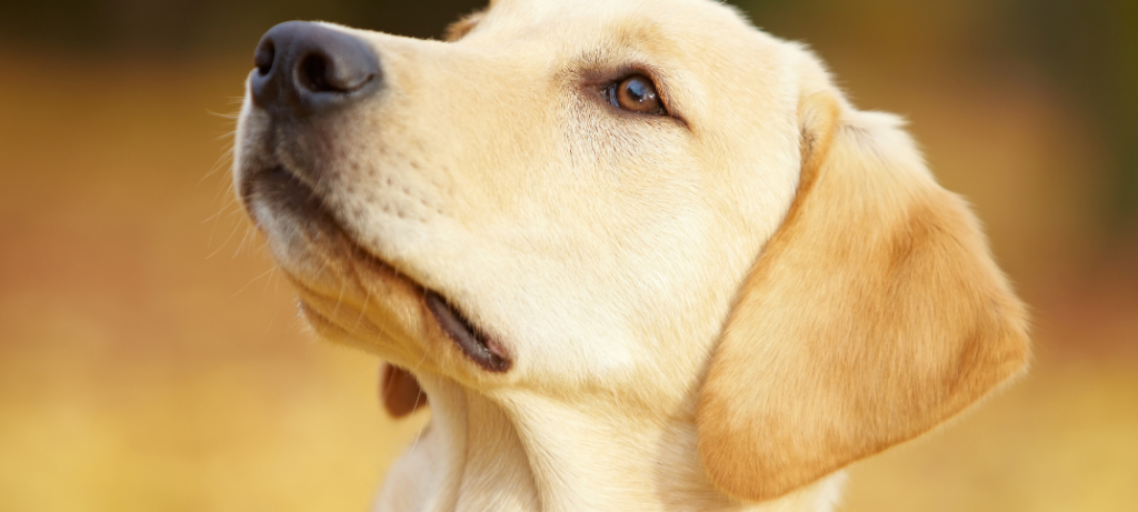 Pros and Cons of Owning a Labrador Retriever Labrador Training Tips