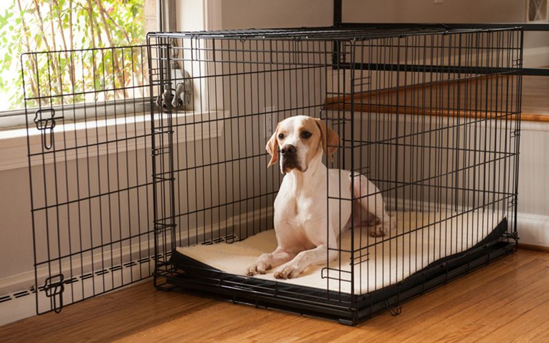 How to Measure Your Labrador for a Crate