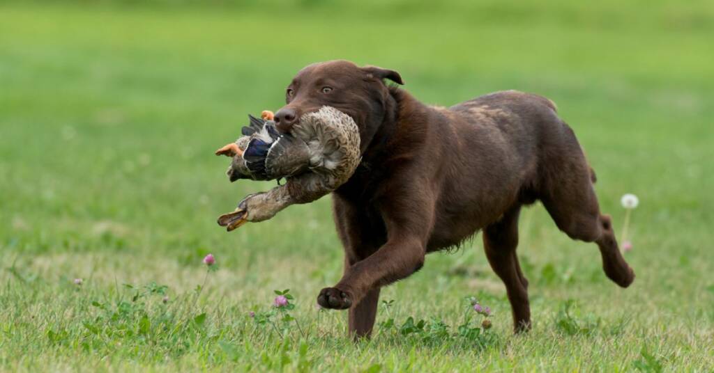 Labrador gun dog training