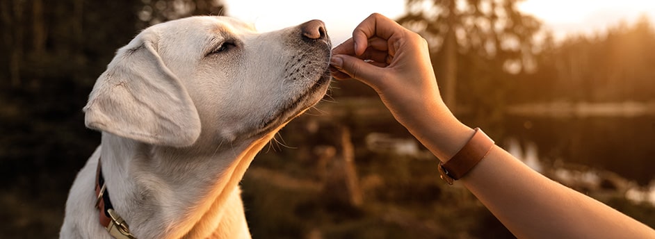 labrador puppy eating out of hand sunset Labrador Training Tips