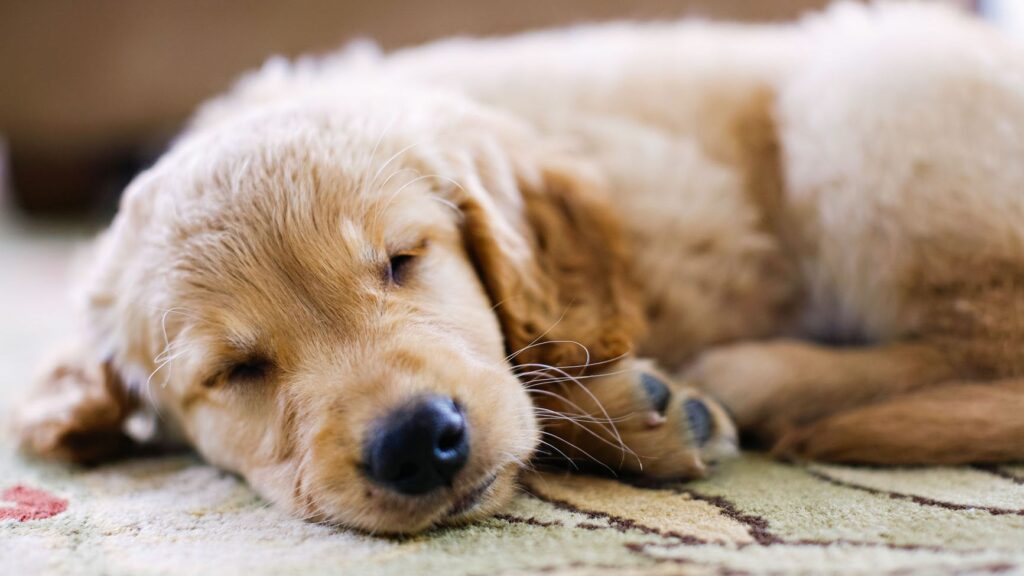Lethargy in dogs treatment