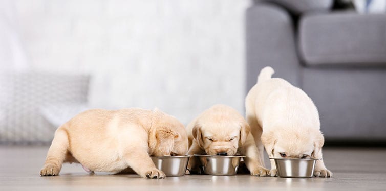 Labrador puppies eating food