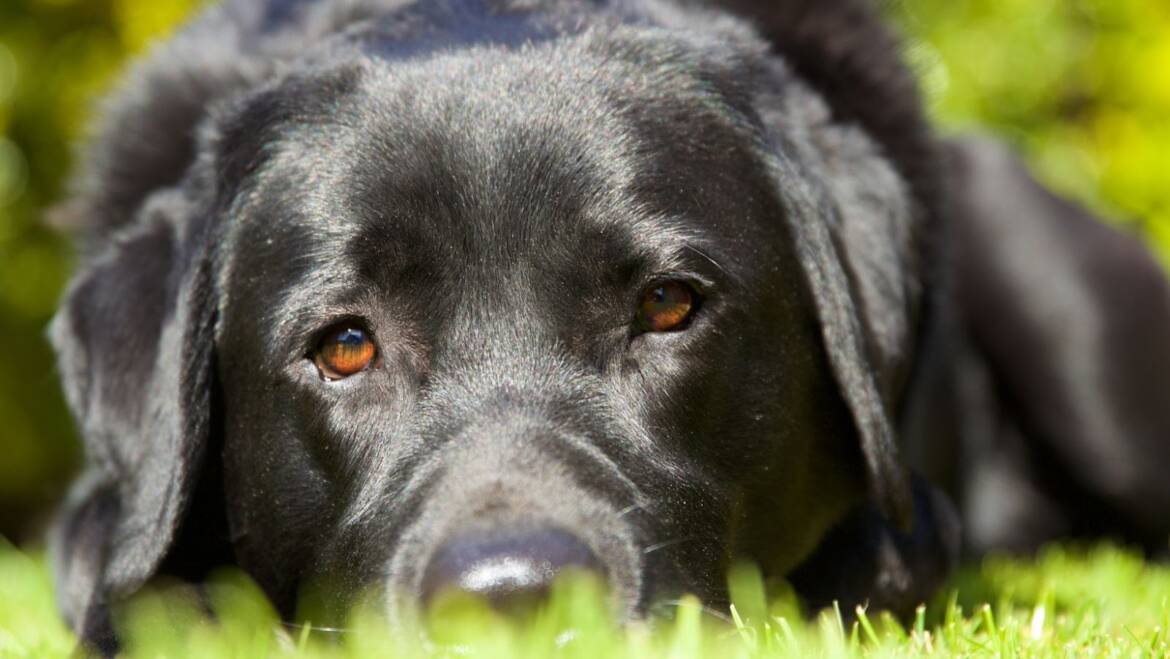 How to Stop a Dog from Chewing His Bed Essential Tips for Labrador