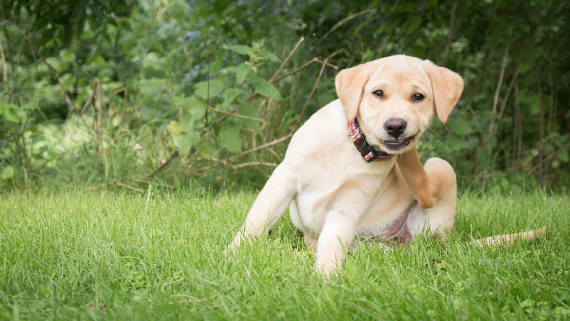 Socialising Tricks for Your Labrador How to Stop Dog from Barking at Strangers Labrador Time