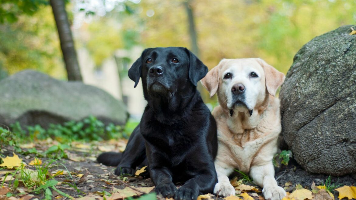 Coccidioidomycosis in Dogs: An In-depth Guide on Labrador Retrievers ...