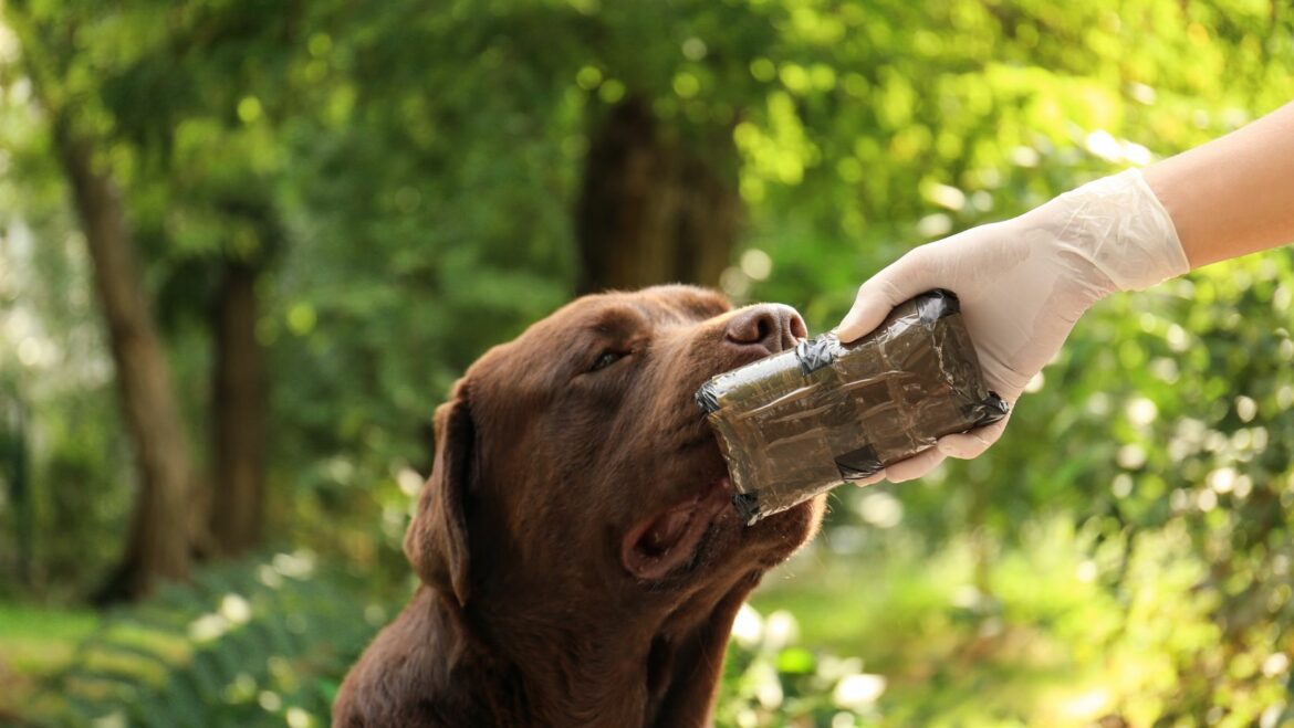 Expert Tips From an Owner of Labrador How To Get Dog To Stop Eating