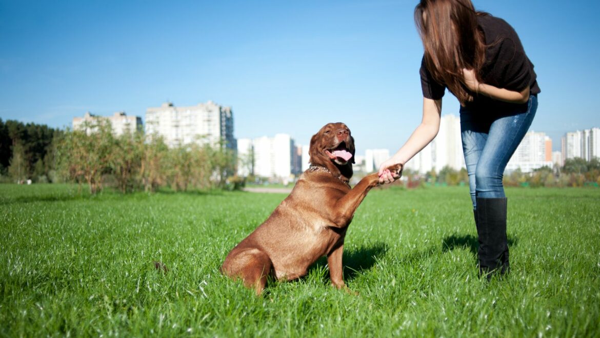 Human Foods Labrador Can and Can’t Eat! How to Get Your Dog to Stop