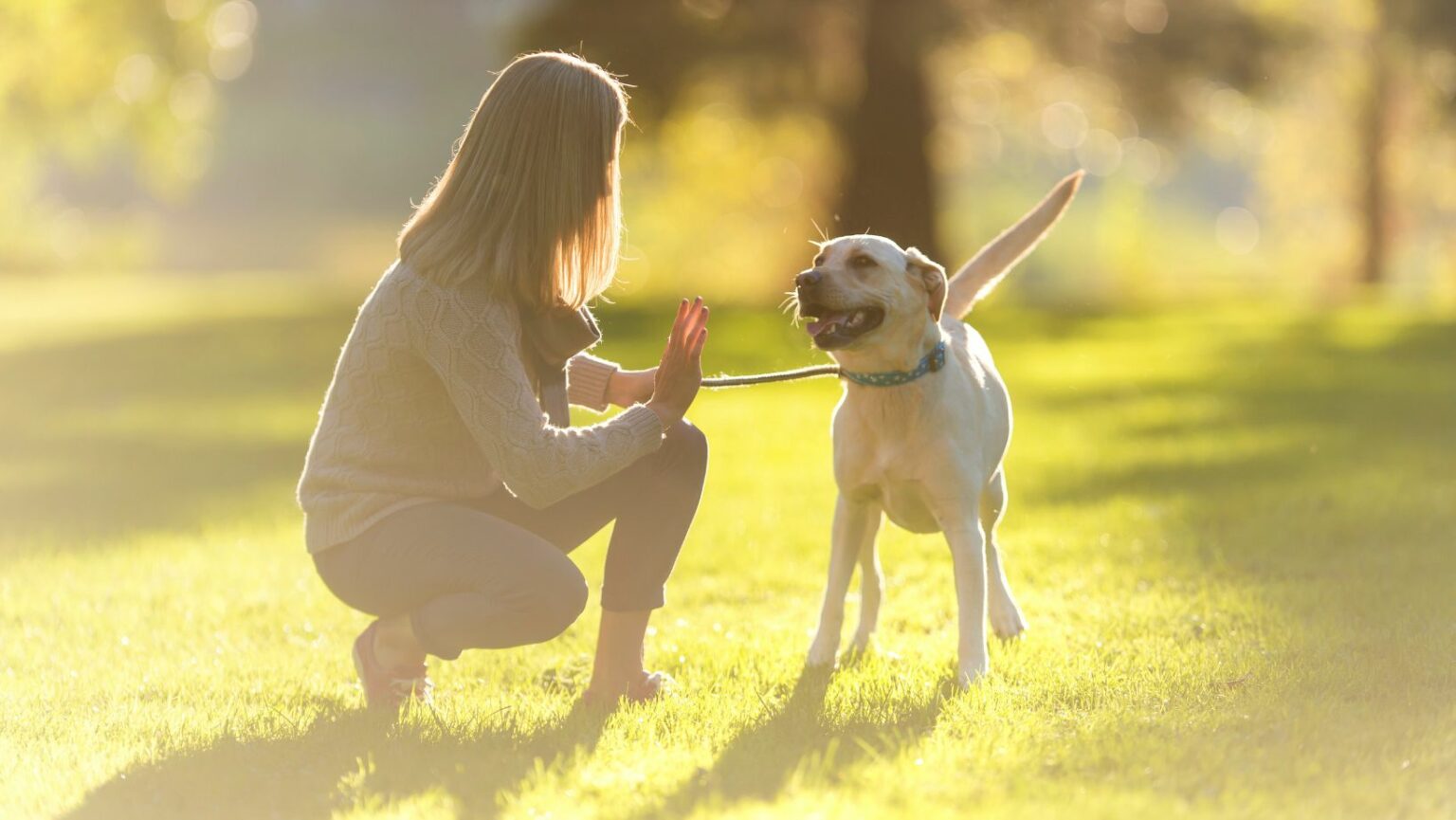 How to Stop Dog Jumping and Biting When Excited: Expert Tips for ...