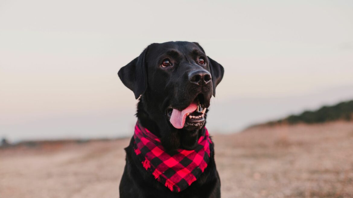 A Labrador Guide How to Train Your Dog to Stop Whining in 3 Easy Steps Labrador Time