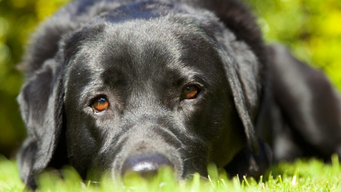 Can I Feed My Dog Pork? A Labrador Food Guide Labrador Time