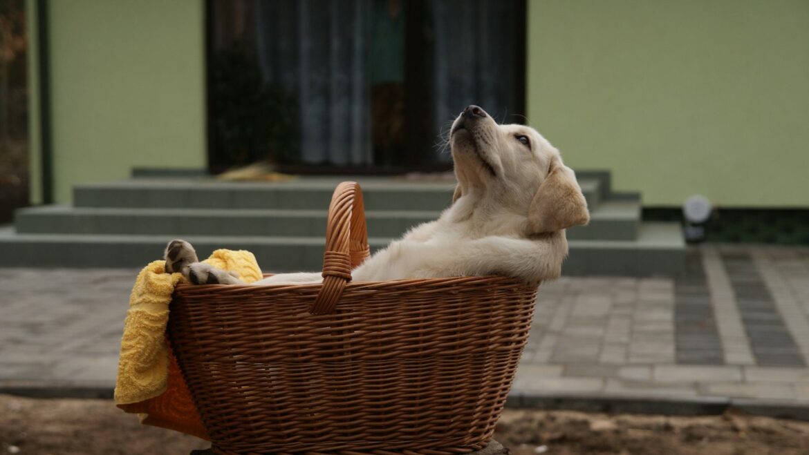 How To Get Dog To Stop Jumping On Counter Ways To Keep My Labrador
