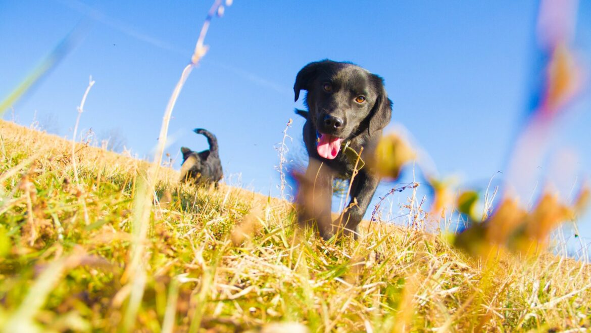Tips For Preventing Your Labrador How To Stop Dog Barking At
