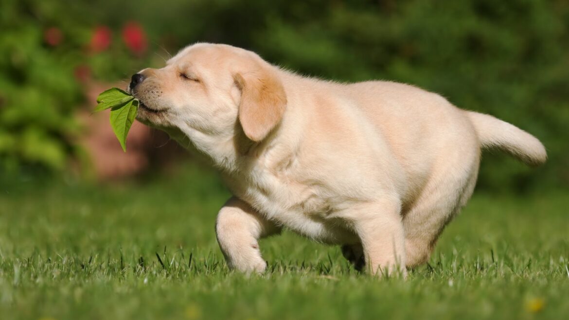 The Role of Exercise with Labrador How to Stop a Dog from Resource