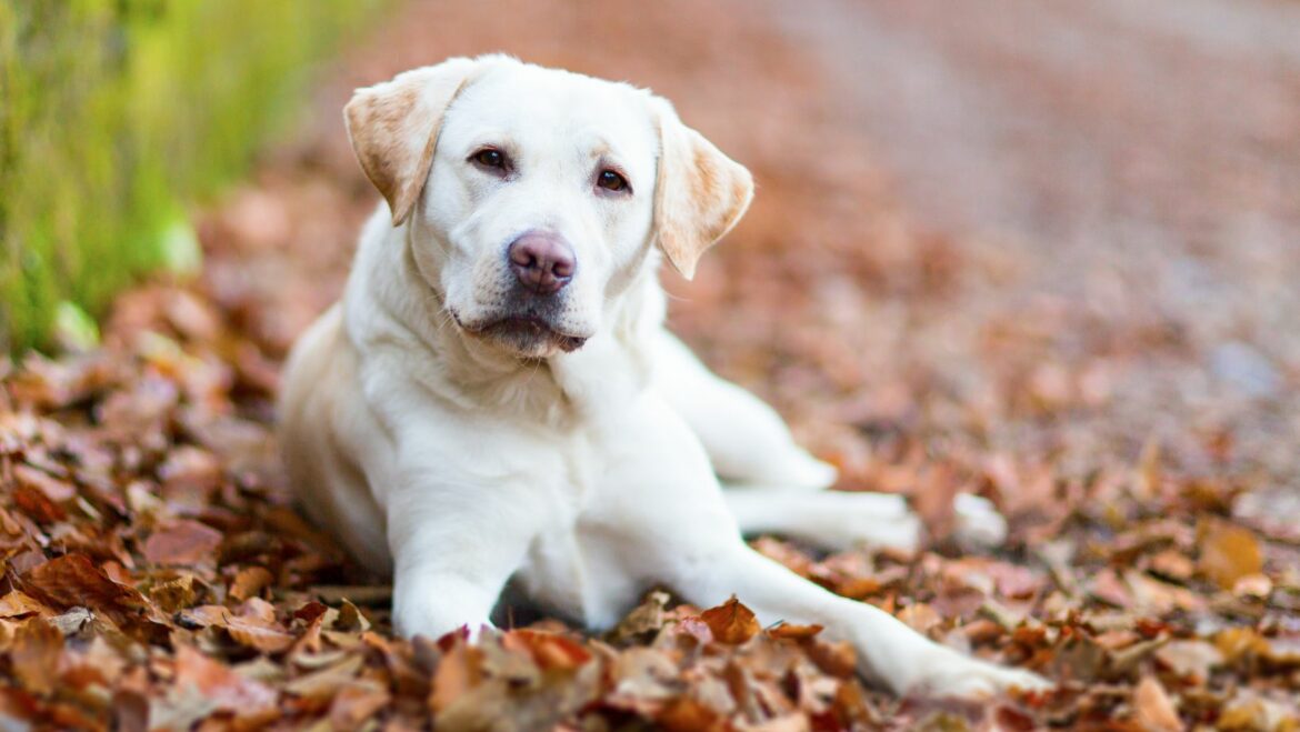 How to Stop Dog from Peeing on Couch Effective Labrador Solutions