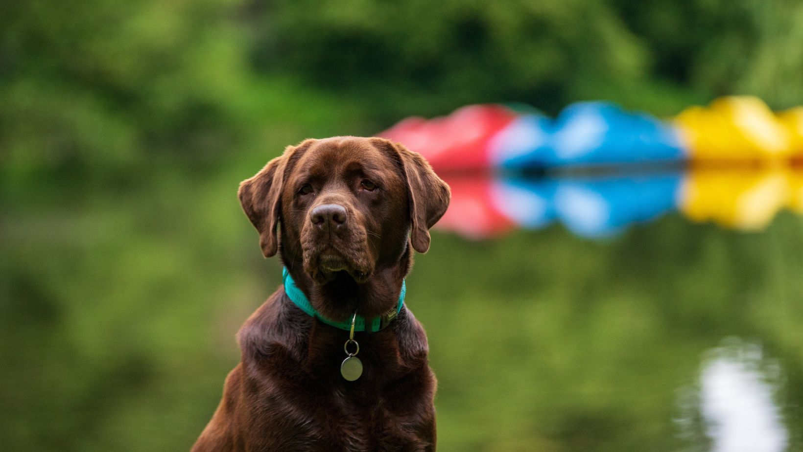 Labrador Expert Tips on How to Stop Dog Barking When Left Alone