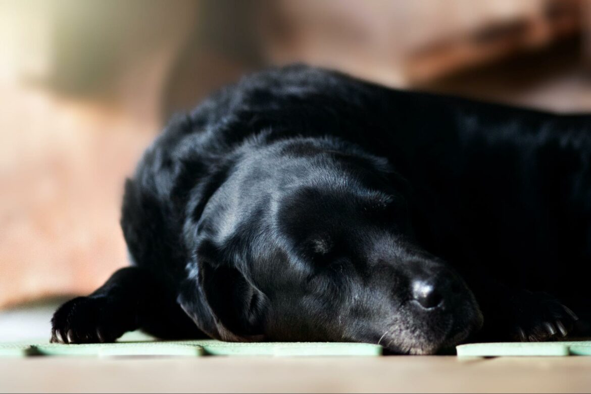 How to Get Dog to Stop Biting Leash Why is my Labrador Biting