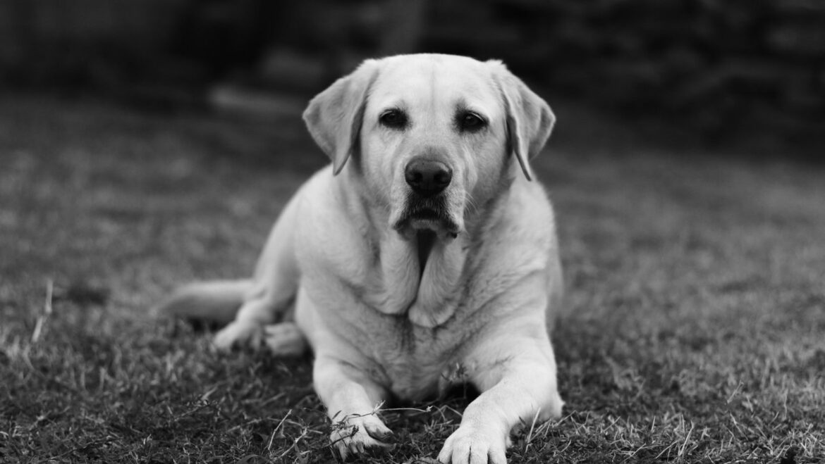 How to Stop my Dog from Running off What Should I Do if my Labrador