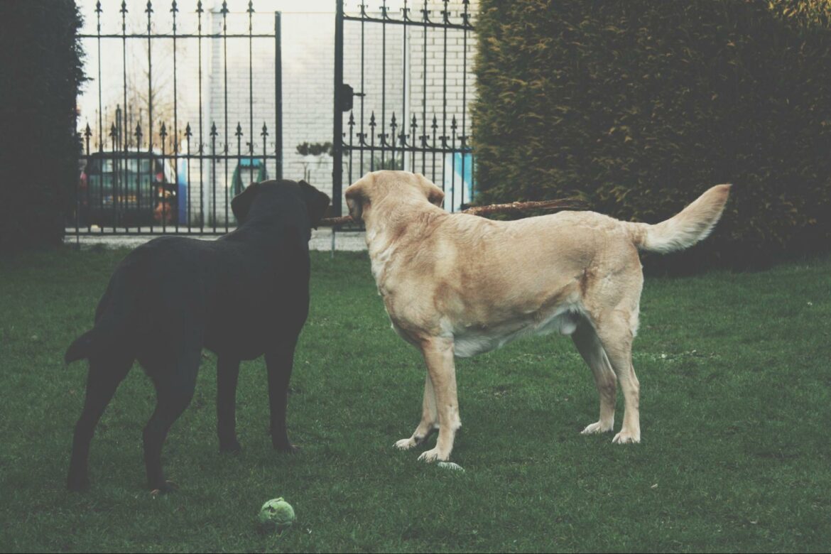 How to Stop Dog Opening Doors: Labrador Expert Tips - Labrador Time