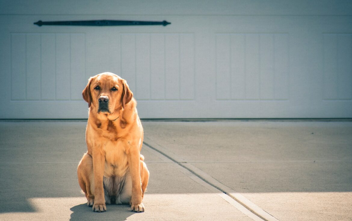 how-to-get-my-dog-to-poop-outside-the-best-ways-to-train-a-labrador