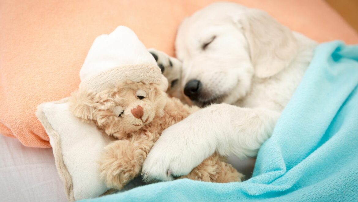 What to Do and How to Stop Your Puppy from Whining Labrador Advices