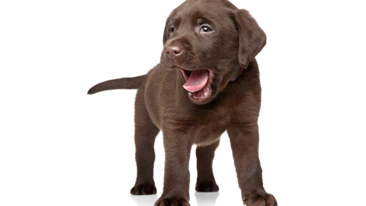 Labrador Organization Tips How to Stop My Puppy from Whining