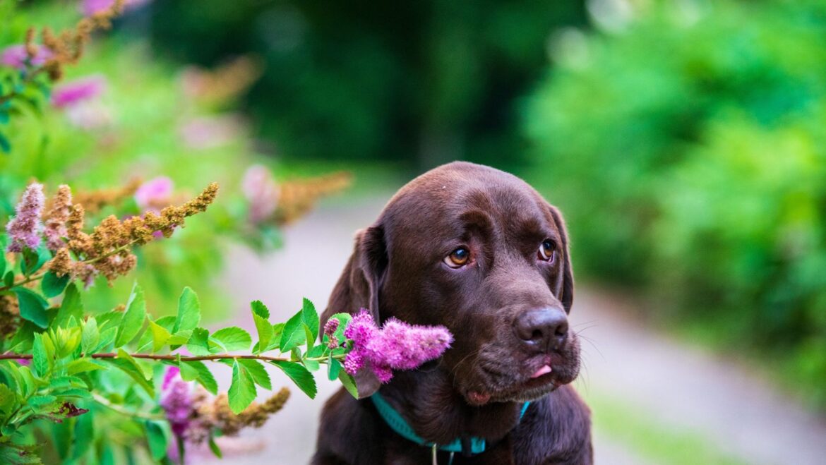 How to Train a Black Lab Puppy Training Methods to Use for Your