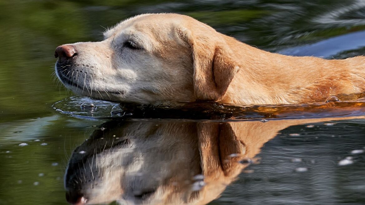 How to Train my Dog to Sit Problems when Training your Labrador to