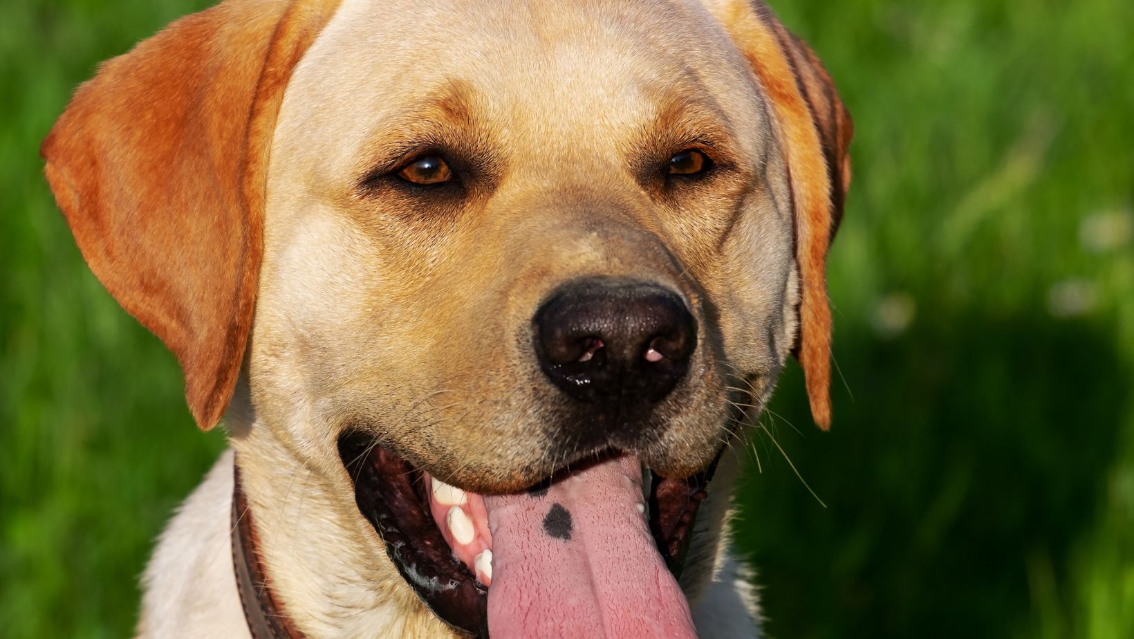 How to Train Puppy to Use Puppy Pad Tips for Using Labrador Pads