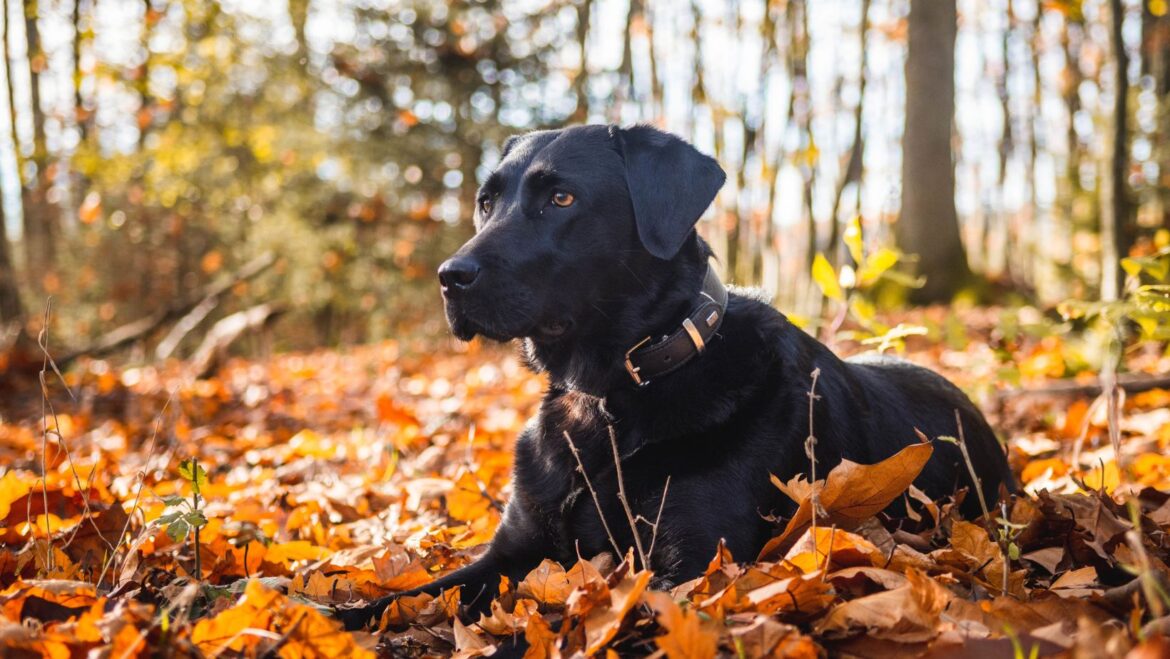 How to Help a Skittish Dog Tips for Calming Your Nervous Labrador