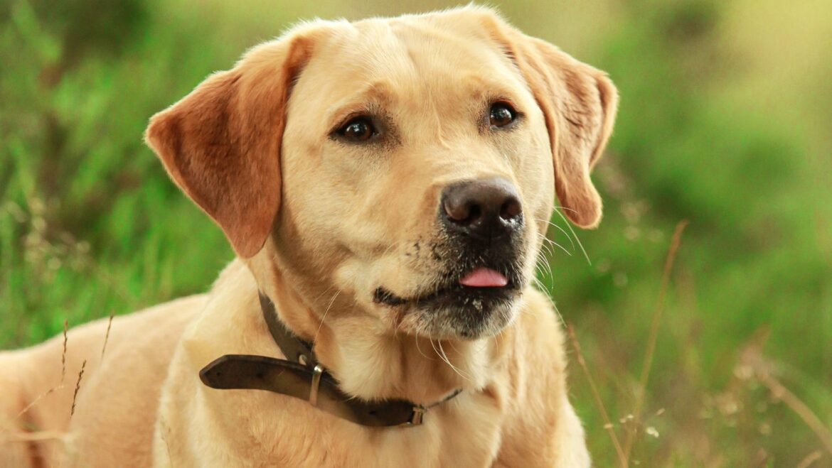 How to Stop Your Dog from Throwing Up Managing the Condition of