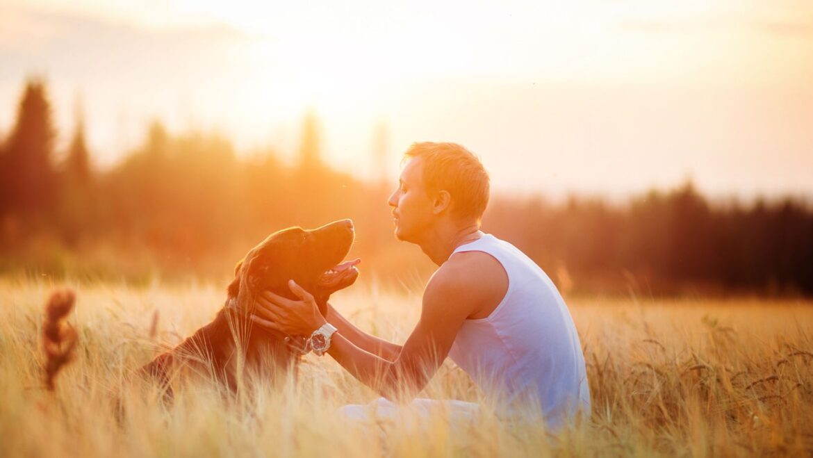 Expert Labrador Training How to Get a Puppy to Stop Chewing on Things