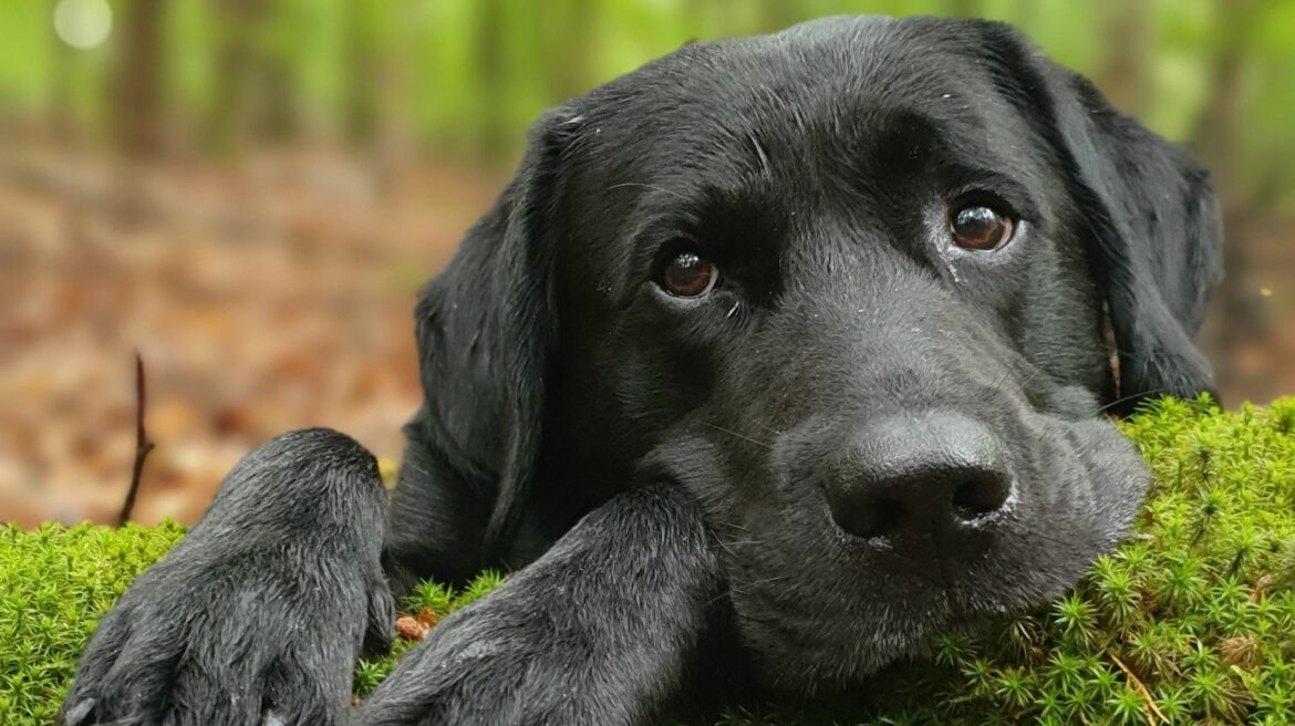 Effective Techniques for a Nipfree Life with Labrador How do I Get my