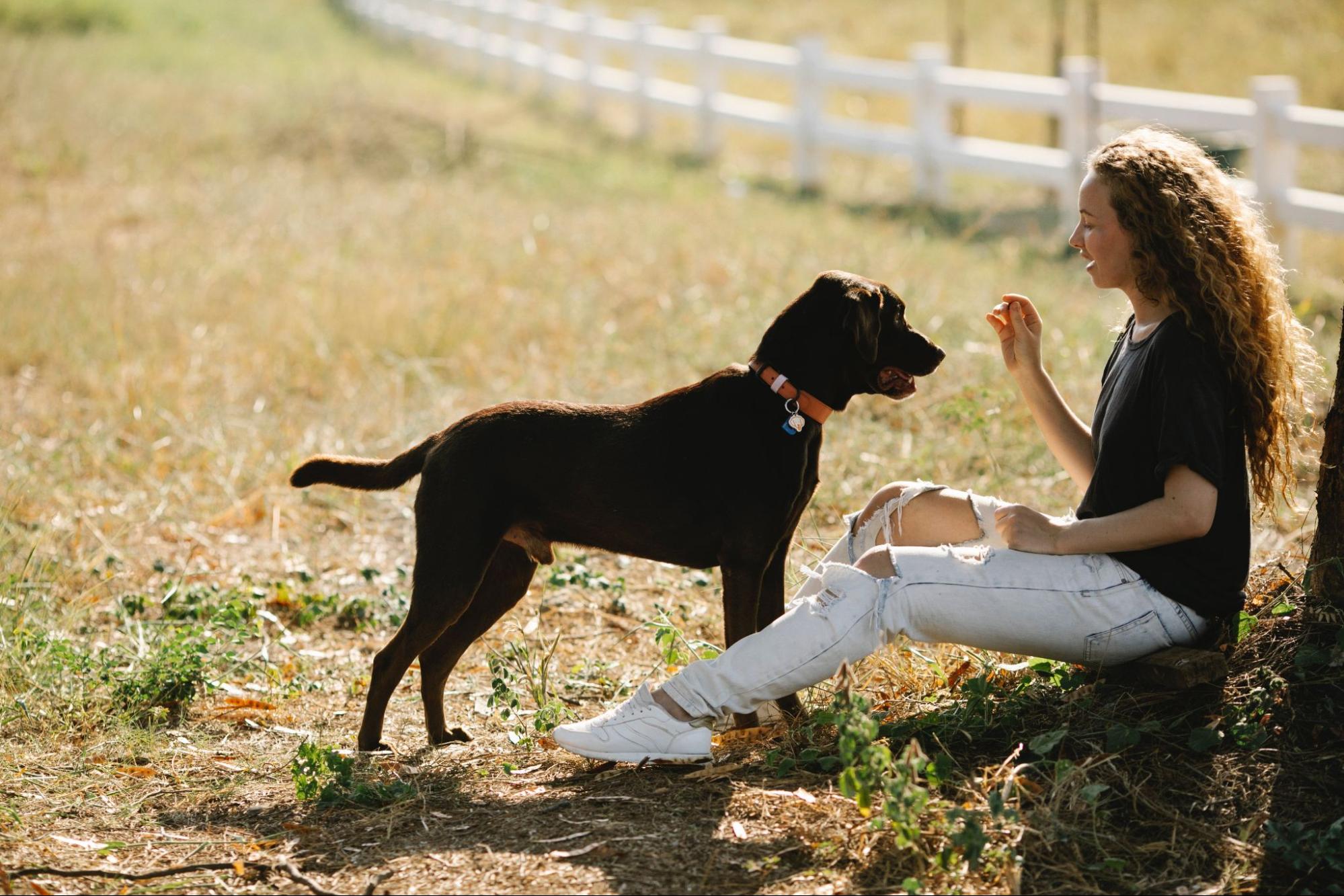 Crate Training Your Labrador How To Potty Train A Dog To Go Outside 