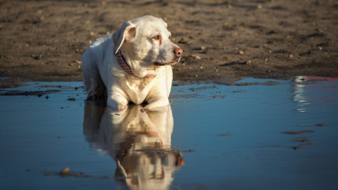 How to Train my Puppy Not to Bark Can I Stop my Labrador from Barking