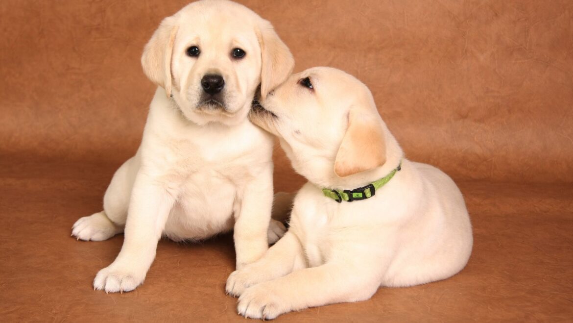 How to Train your Dog to Use the Bathroom Outside Potty Train your